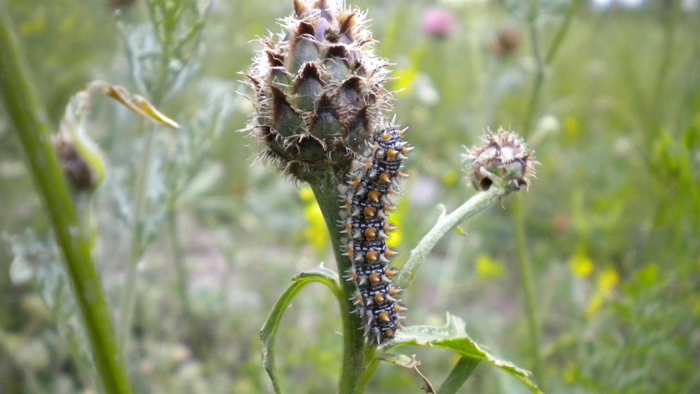 Centaurea scabiosa subsp. alpestris / Fiordaliso alpestre